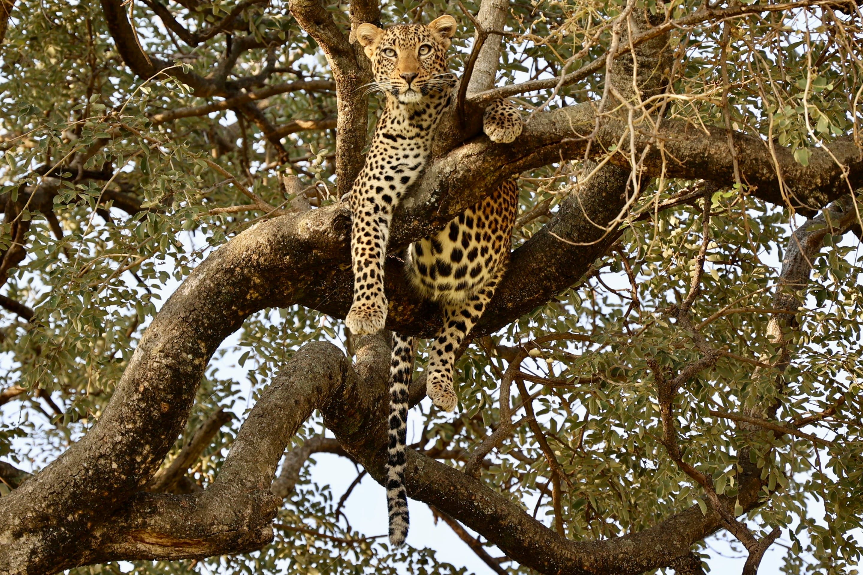 Luxury Safari Ambience